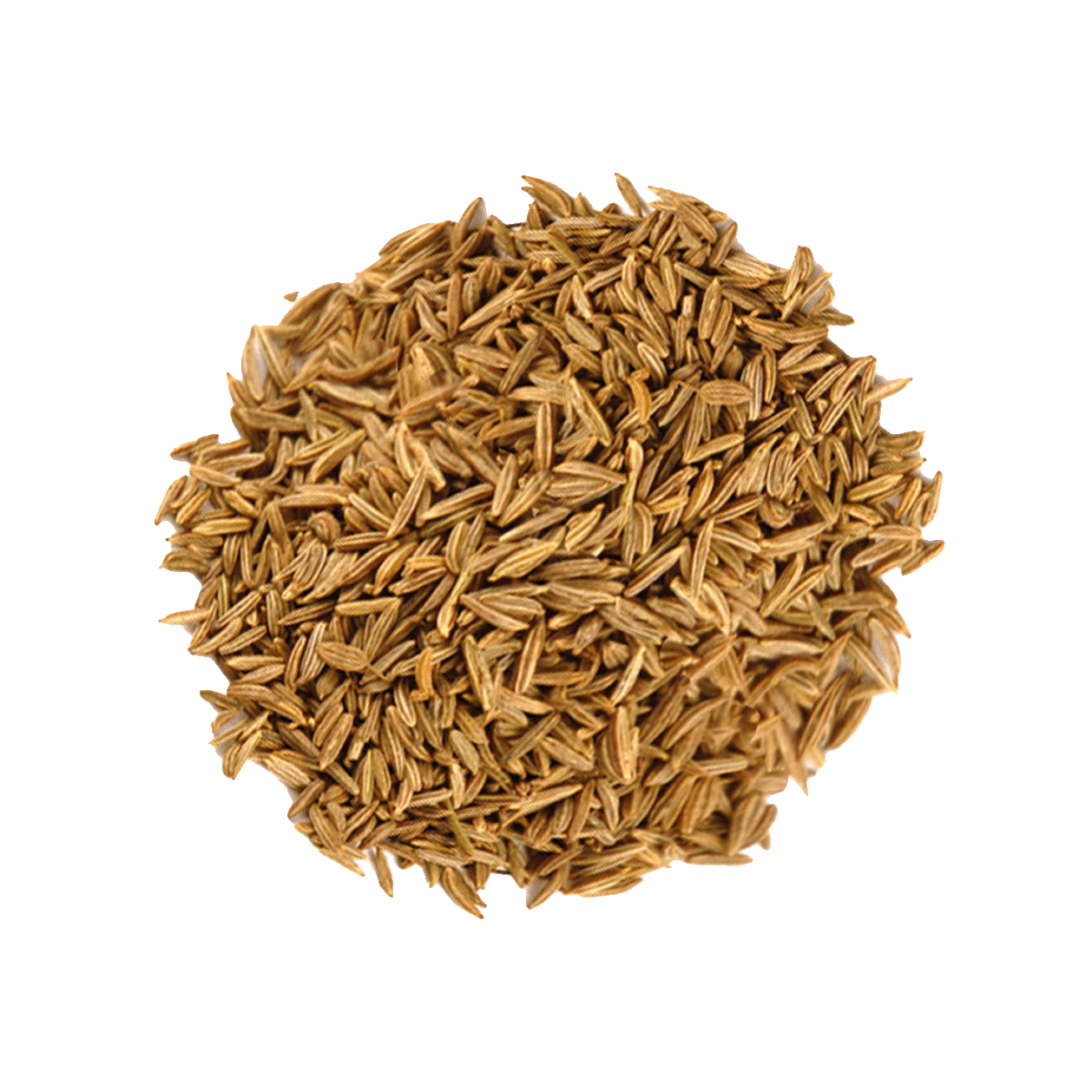 Cumin Seeds Harvested From Premium Crops Offered for Sale in Wholesale Quantities