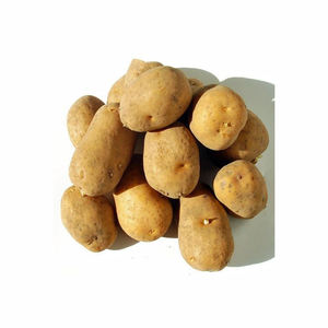 Speciale per patatine giallo cuore 100g-200g patate sfuse olandese fresco per il commercio all'ingrosso nuovo raccolto patate fresche pronte - Product Image 3