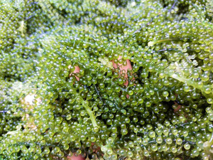 Uvas de Mar Deshidratadas de Origen Directo en Empaque a Granel para Restaurantes - Product Image 6