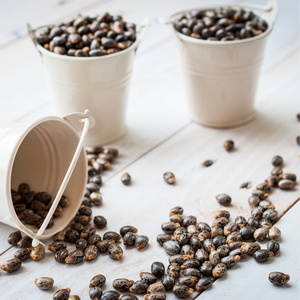 Semillas de ricino orgánicas de alta calidad, gran oferta, productos agrícolas para uso alimentario, suministro a granel directo de la India a precio mayorista - Product Image 1