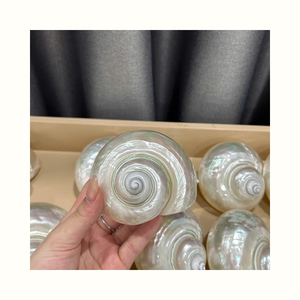 Conchas Marinas Turbo Imperialis para Decoración Artesanal, Producción de Joyería y Aplicaciones con Conchas Marinas - Product Image 3