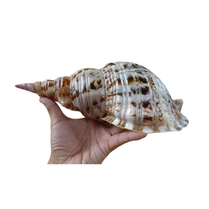 Coque Triton de trompette unique faite à la main: tailles diverses, prix abordables - Product Image 5