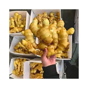 FRESH GINGER ROOT High Quality SLICED DRIED BULK PACK AND ELEPHANT FRESH GINGER market Price Container Wholesale Cheapest Price