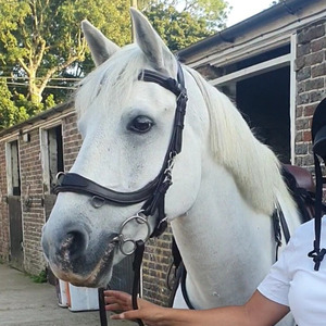 บังเหียนม้าทำจากหนังแท้สีน้ำตาล/ดำ/ซังข้าวโพด/เต็ม/XF พร้อมยางสำหรับขับขี่ - Product Image 6