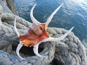 Harpago chiragra หอยสังข์แมงมุม Chiragra ขนาดต่างๆ ทําความสะอาด แห้ง และกําจัดกลิ่น สําหรับงานฝีมือ ตกแต่ง ของขวัญ - Product Image 6