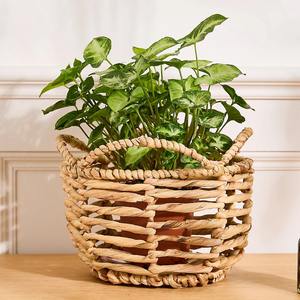 Panier décoratif en jacinthe d'eau pour plantes, pot pour plantes, support et présentoir, pot tissé à la main - Product Image 1