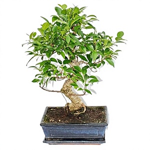 Bonsaï de <span class=keywords><strong>ginseng</strong></span> naturel <span class=keywords><strong>Ficus</strong></span> Retusa en pot en céramique avec finition émaillée pour la décoration de la maison - Product Image 1