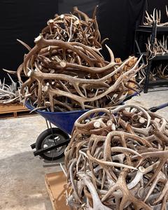 Tête de bois de cerf naturel en résine pour tenture murale - Product Image 1