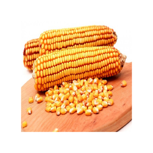 ข้าวโพดแห้งขายข้าวโพดสีเหลืองที่ไม่ใช่จีเอ็มโอขายดีที่สุดข้าวโพดสีเหลืองธรรมชาติคุณภาพดี - Product Image 6