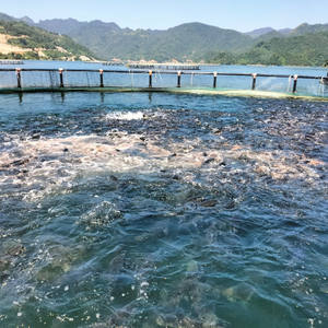 Cage flottante circulaire écologique de mer de piège d'aquaculture en HDPE de pisciculture du fabricant vietnamien de vente chaude - Product Image 6