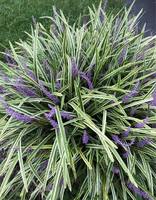 Flores Frescas de Liriope Variegado, Liriope Muscari Variegata, Flor Ornamental, Cobertura para Suelo, Verde, 20cm, Huertos Del Ecuador