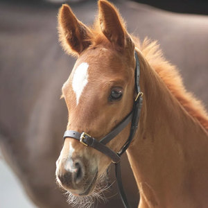 Halters en cuir pour poulains, entièrement réglables, à l'allure intelligente. - Product Image 3