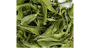 Feuilles d'Azadirachta Indica Sauvage de Qualité Supérieure, Emballées en Fût, Herbes Brutes pour Aliments Santé, Provenant d'un Exportateur Indien - Product Image 5