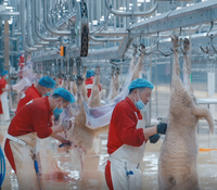 Solution clé en main pour la ligne d'abattage halal des chèvres destinée aux grandes usines de transformation de viande