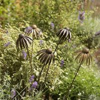 Piquets décoratifs modernes en aluminium pour jardin, motif floral, faits à la main, tailles personnalisables, pour présentoirs extérieurs vibrants et magnifiques