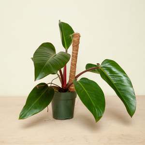 เสาค้ำต้นมะพร้าวสำหรับปลูกต้นองุ่นจำเป็นสำหรับสวน - Product Image 3