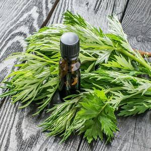 Fabricantes de fábrica al por mayor de aceite esencial de artemisa puro y natural más vendido a precios de fábrica al por mayor de India - Product Image 4