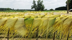Feuilles de palmier Corypha Lecomtei du Vietnam, matière première pour la fabrication d'artisanat - Product Image 2