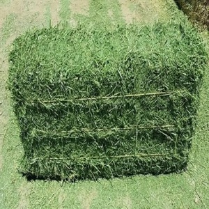 En gros Foin d'alfalfa de haute qualité et nutritif pour l'alimentation animale, Alfa, 25 kg/sac, Prix bas, Livraison en vrac, Qualité alimentaire, Durée de conservation 24 mois - Product Image 5