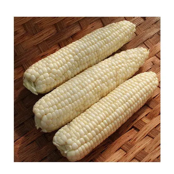 Белая кукуруза кукурузы для потребления человеком