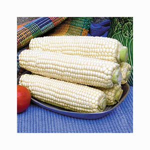 MAÍZ/MAIZE/Maíz blanco OGM o NO OGM para alimentación humana y animal - Product Image 2