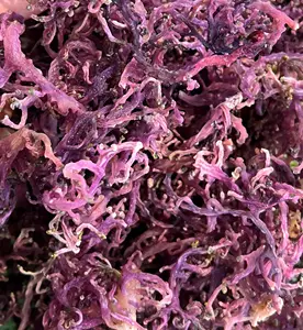 100% NATURAL PURPLE SEA MOSS/ DRIED SEAWEED FROM VIETNAM SUPPLIER/ high quality & good price