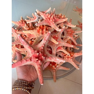 Seastar Seashell Vietnam Starfish Séché De BLUELOTUSFARM - Product Image 2