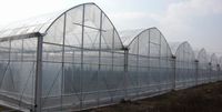 Serre à film multi-travées agricole Système de refroidissement hydroponique complet Nft Système de chauffage