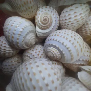 Coquille de thon tacheté d'exportation du Vietnam, magnifique pour les travaux d'artisanat, prix bas, contactez-nous maintenant pour le meilleur prix - Product Image 6