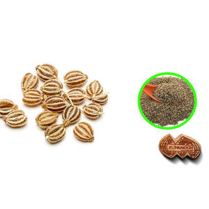 สมุนไพร carom (ajwain) แห้งเป็นมิตรกับสิ่งแวดล้อมสำหรับใช้ในชีวิตประจำวันสินค้าเกษตร - Product Image 6