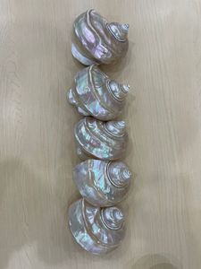 เปลือกหอยเทอร์โบพรีเมี่ยมแบบแฮนด์เมดเปลือกหอยธรรมชาติเป็นมิตรกับสิ่งแวดล้อมจำนวนมากของเวียดนาม - Product Image 2