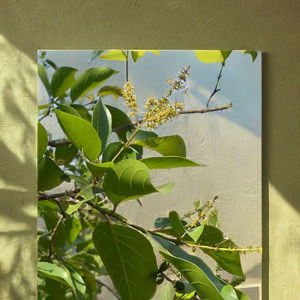 Madre de la hierba-Producto agrícola Premium de Kali Harad - Product Image 1