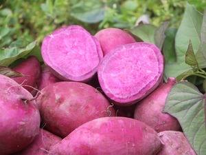Supplying Best Price IQF Organic Frozen Sweet <b>Potato</b> From Vietnam Whole Steamed for Food - Product Image 2