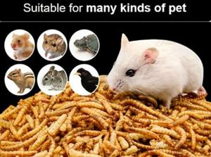 CATERPILLARS SÉCHÉES DE QUALITÉ SUPÉRIEURE EXPORTATEUR EN VENTE EN GROS DU VIETNAM/Katty - Product Image 4