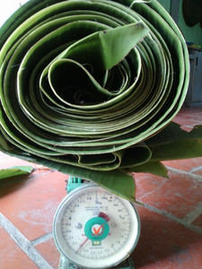 การห่อใบกล้วยสำหรับใบกล้วยสีเขียวสดส่งออกจากเวียดนาม - Product Image 4