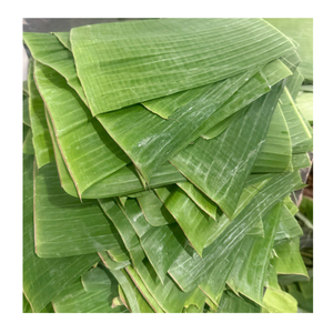 Tranches de feuilles de bananier congelées propres et transformées, emballées pour l'exportation vers l'industrie des services alimentaires - Product Image 5