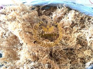 Mousses d'Irlande 100% naturelles de haute qualité en provenance du Vietnam - Product Image 6