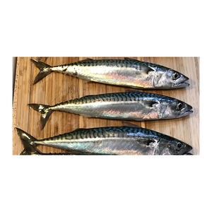 Venta al por mayor de macarela española de calidad para uso en canales minoristas y comerciales - Product Image 3