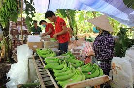 Las frutas frescas MÁS BARATAS-Fresh Long Green Cavendish Banana Export 100%-Calidad Premium VIETNAMESE CAVENDISH BANANA - Product Image 5