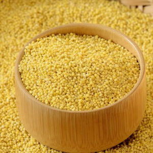 MEJOR VENDEDOR MILLET GRAIN 100% NATURAL CALIDAD PREMIUM DE VIETNAM - Product Image 6