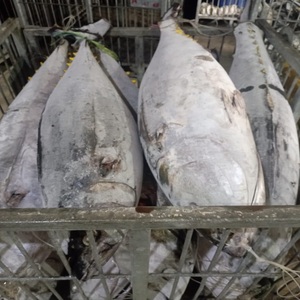 Thon jaune entier frais par poisson |   Livraison de poissons et de fruits de mer - Product Image 4