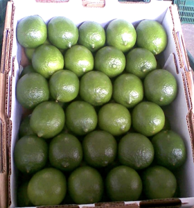 La lime sans pépins du Vietnam de haute qualité est maintenant disponible - Product Image 6