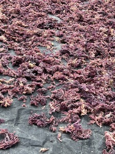 Seamoss sin sal seca marrón amarillo púrpura algas Eucheuma Cottonni Vietnam 100% Oragnic musgo irlandés Wildcrafted secado al sol - Product Image 4