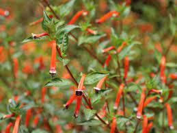 น้ำมันหอมระเหยบริสุทธิ์ที่มีส่วนผสมของชา cupphea ต้นสะระแหน่ลาเวนเดอร์ยูคาลิปตัสส้มมะกอกเพื่อเพิ่มความชุ่มชื้นและบำรุง - Product Image 2