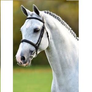 หนังม้าบังเหียนอินเดียแบบหนักคุณภาพสูง - Product Image 3