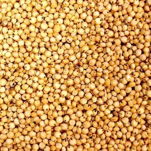 Hochwertige gelbe Farbe Hirse für Ernährung Hirse zum Preis von Indien Lieferant Hirse