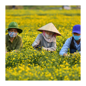 Manzanilla natural de margaritas de Vietnam, secada al sol y clasificada, ideal para tés orgánicos y líneas de aromaterapia - Product Image 5