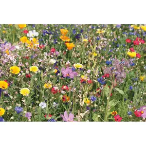 Disco FLOMIX per Semi di Fiori, Gadget Ecologici - Product Image 3