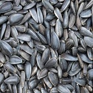 <b>Sunflower</b> Seeds Food Grade Available for Export Worldwide at Wholesale Price - Product Image 5