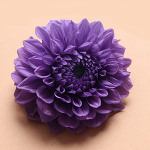 HFlora, los nuevos productos más populares, flores naturales de larga duración preservadas de <span class=keywords><strong>Dahlia</strong></span> <span class=keywords><strong>Pinnata</strong></span> para la decoración del hogar y el suelo de la pared - Product Image 3